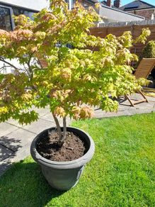 Japanese Maple Tree