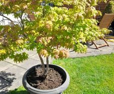 Japanese Maple Tree