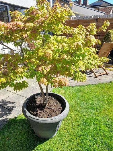 Japanese Maple Tree
