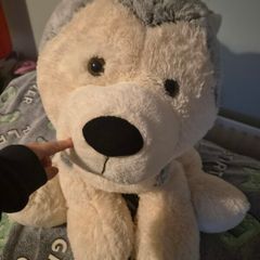 Large Dog Teddy
