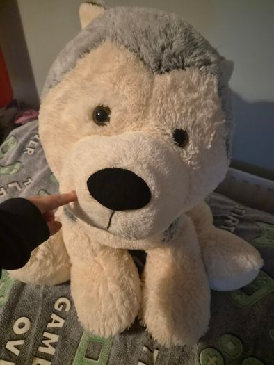 Large Dog Teddy