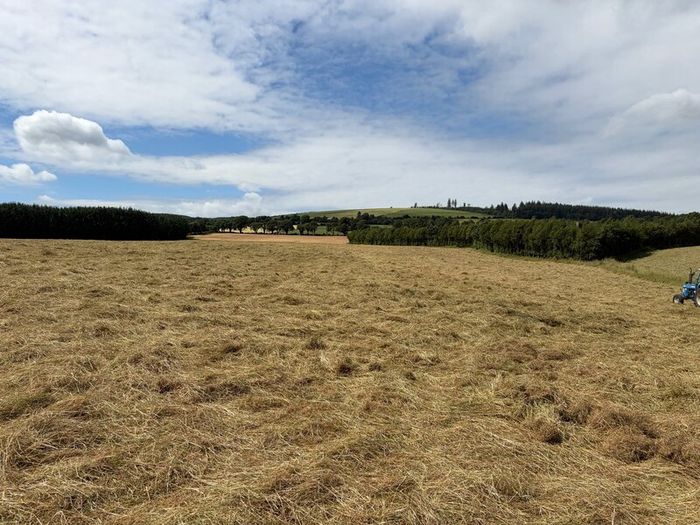 Square Bales Of Premium Quality Hay