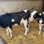 Fresian heiffer calves Image 3
