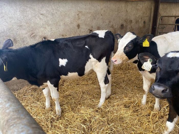Fresian heiffer calves