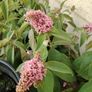 Plant Image 2