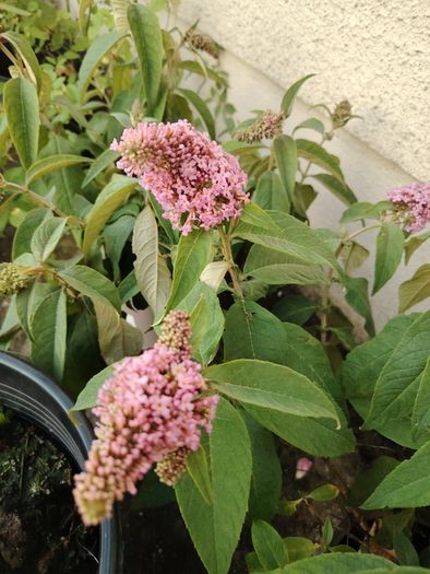 Plant