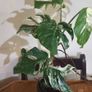 Established Monstera Albo Variegata High Variegation Image 2