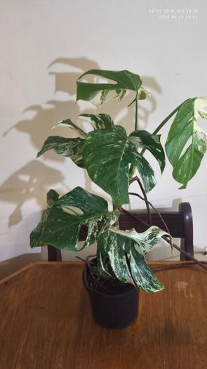 Established Monstera Albo Variegata High Variegation