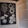 Gardening / Elizabeth Craig's Household Library / 1948 Image 10