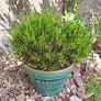 Beautiful Glazed Flower Pot with Heather Included Image 6