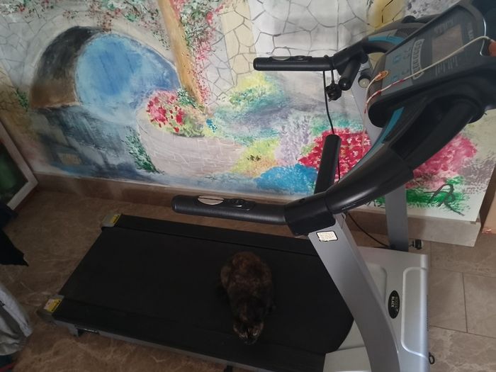RogerBlack treadmill