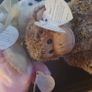 Collection of Beanie Babies Image 6