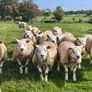 Pedigree Texel ram lambs Image 2