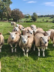 Texel ram lambs