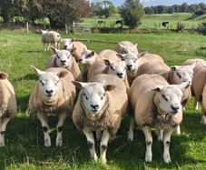 Texel ram lambs