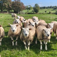 Texel ram lambs