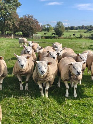 Texel ram lambs