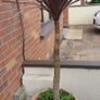 Palm Tree Image 3