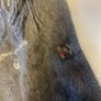 Luxury Alpaca Camargo Dark Grey Scarf Image 2
