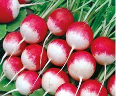 (R) Radish National 2 seeds  5g / Plant in August (123612)