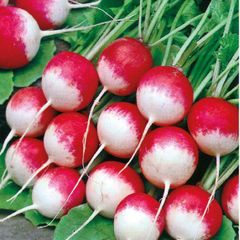 (R) Radish National 2 seeds  5g / Plant in August (123612)