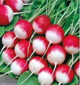 (R) Radish National 2 seeds  5g / Plant in August (123612)