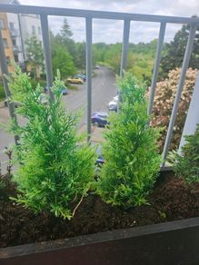 Miniature Evergreens x 10