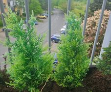 Miniature Evergreens x 10