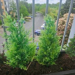 Miniature Evergreens x 10