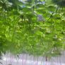 Amazon Frogbit - floating plants Image 9