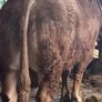 Lm Bull Image 6