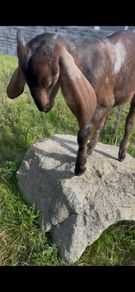 Nubian goat bucklings