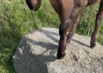 Nubian goat bucklings