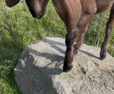 Nubian goat bucklings