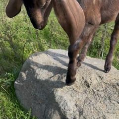 Nubian goat bucklings