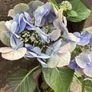 Free hydrangea in need of some TLC Image 3