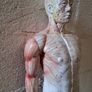 Vintage Anatomical Male Image 6