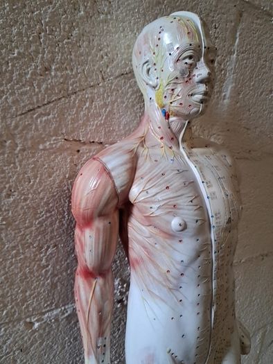 Vintage Anatomical Male