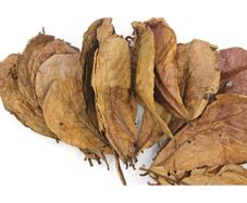 Ketapang Leaf 10pieces