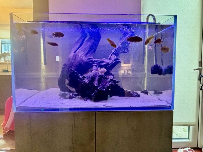 PRICE DROP Aqua spec 280litre with Aqua spec Grey tall stand 2 filters and lights cichlid tank