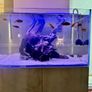PRICE DROP Aqua spec 280litre with Aqua spec Grey tall stand 2 filters and lights cichlid tank Image 6