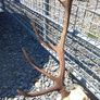 red stag Image 4