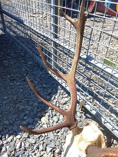 red stag