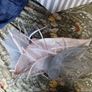 Designer Fascinator by Suzie Mahony Designs Image 4