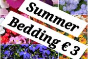 Summer Bedding Plants