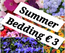 Summer Bedding Plants