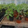 Tomato Plants Image 3