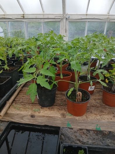 Tomato Plants