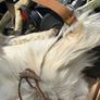 1 Handcrafted Goat Skin Bag with Long Leather Shoulder Strap and an Antler Toggle Image 4