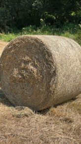 Organic Hay Bales For Sale in Cork